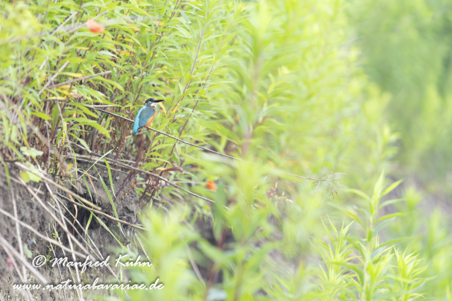 Eisvogel ()_0089