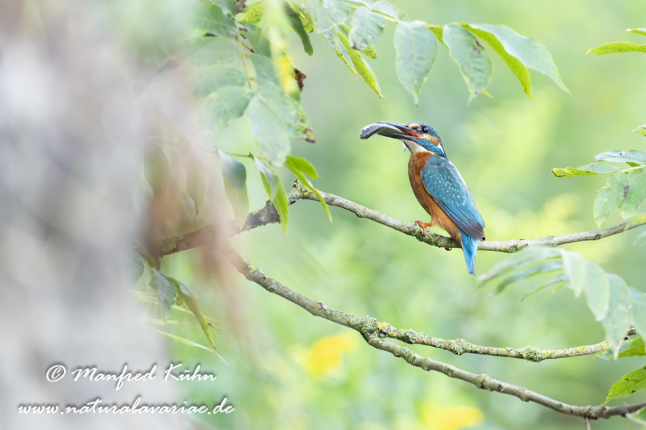 Eisvogel ()_0110
