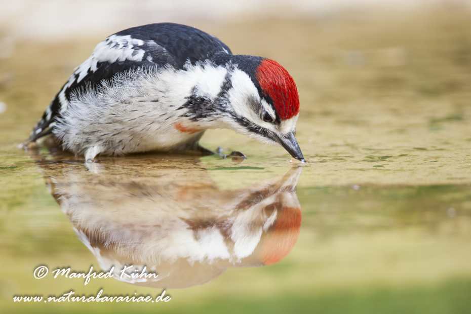 Buntspecht ()_0008