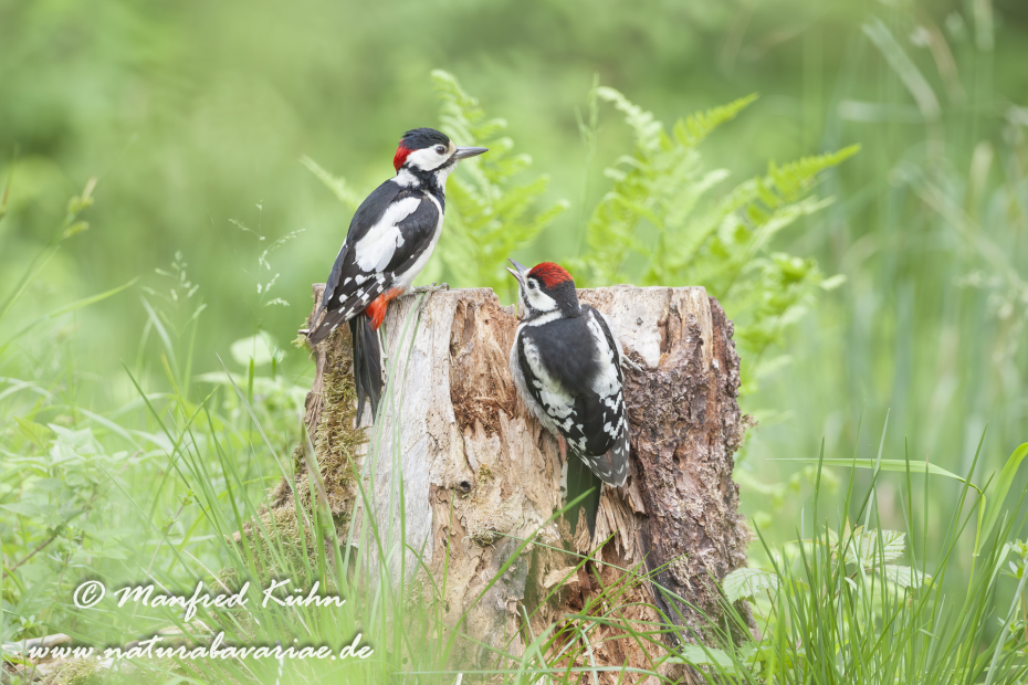 Buntspecht ()_0012