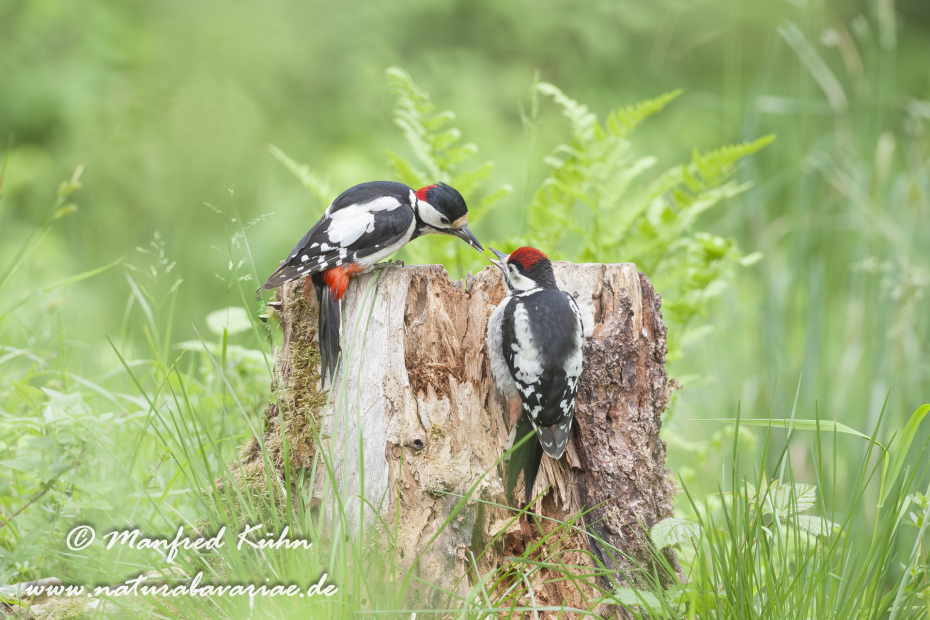 Buntspecht ()_0014