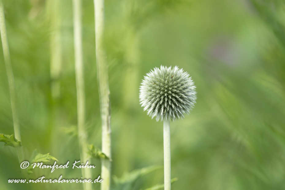 Kugeldistel (Drüsenblättrige)_0002