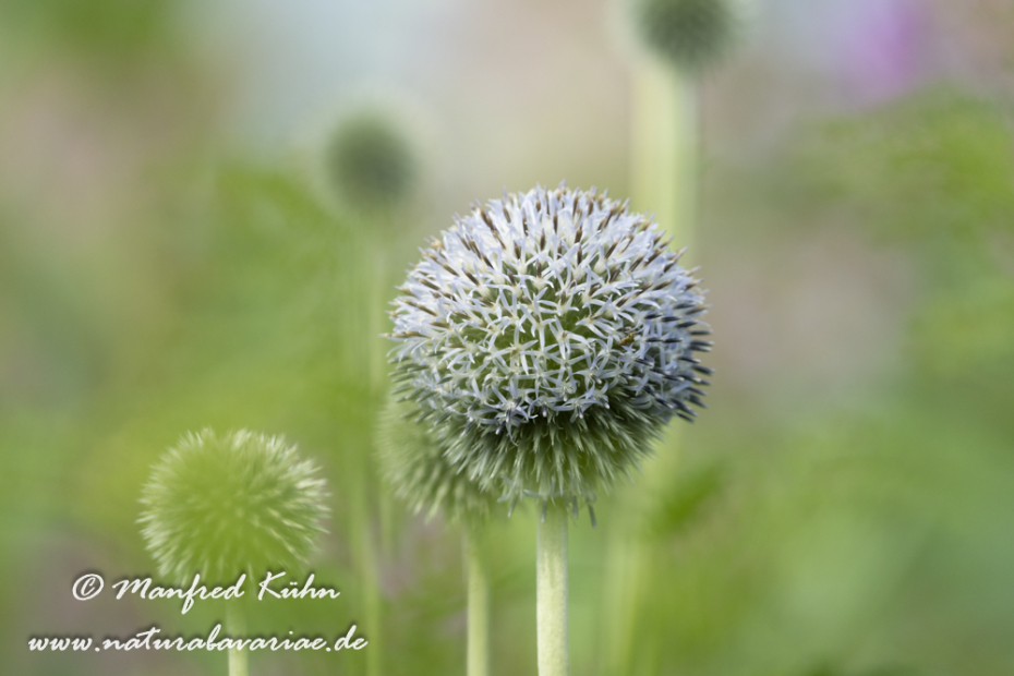 Kugeldistel (Drüsenblättrige)_0005
