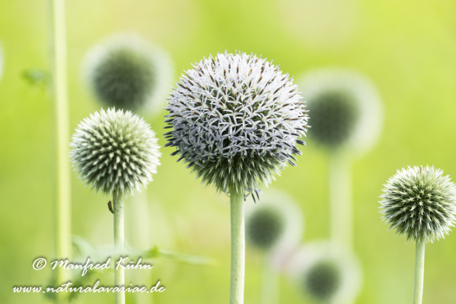 Kugeldistel (Drüsenblättrige)_0008