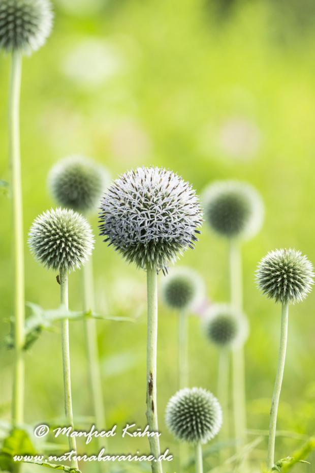 Kugeldistel (Drüsenblättrige)_0010