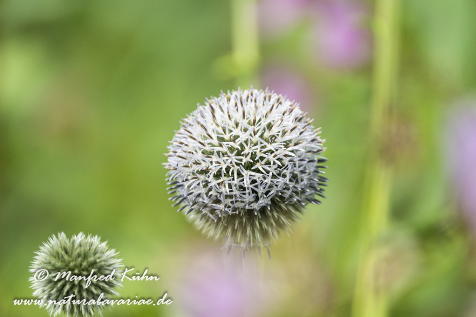 Kugeldistel (Drüsenblättrige)_0015