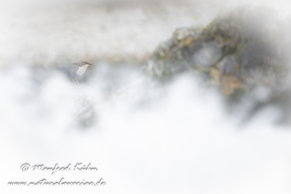 Wasseramsel ()_0413