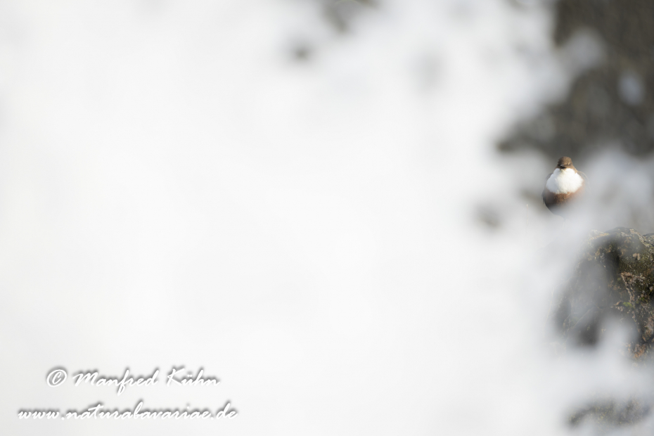 Wasseramsel ()_0440