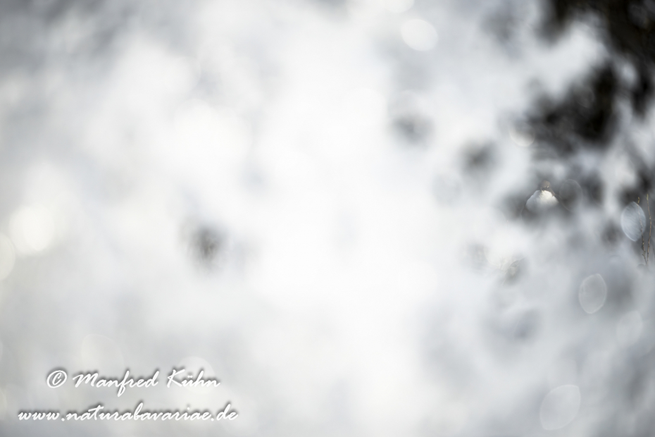 Wasseramsel ()_0441