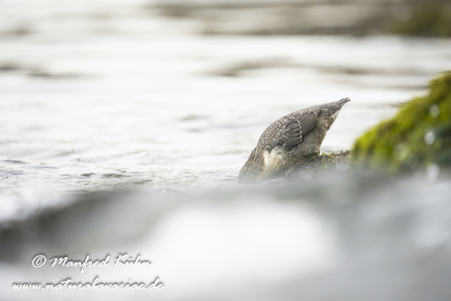 Wasseramsel ()_0480