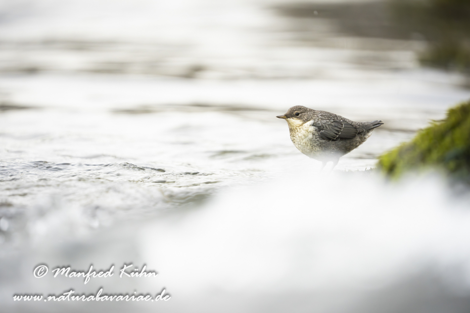 Wasseramsel ()_0485