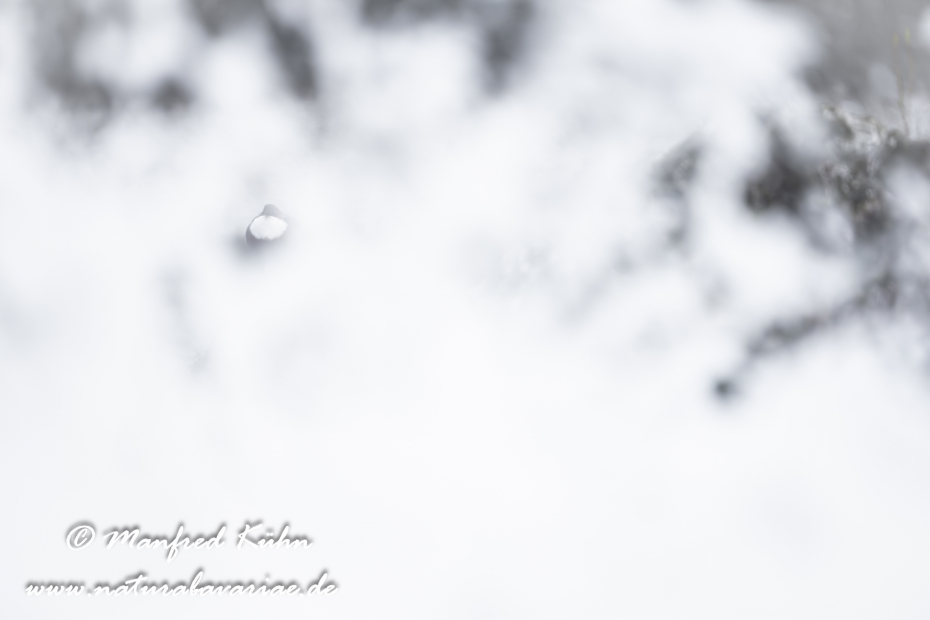 Wasseramsel ()_0526