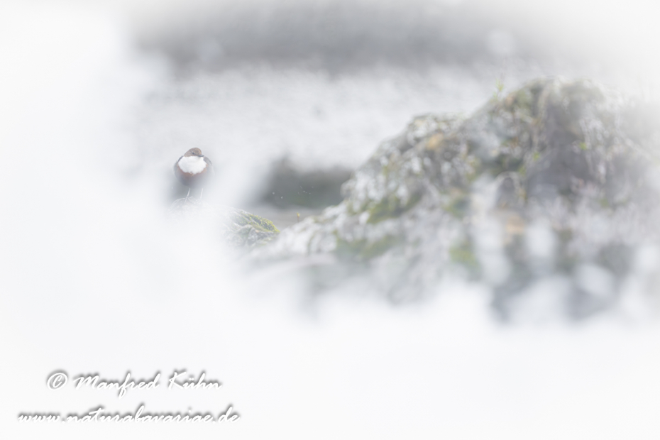 Wasseramsel ()_0527
