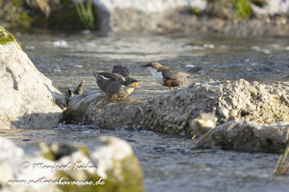 Wasseramsel ()_0544