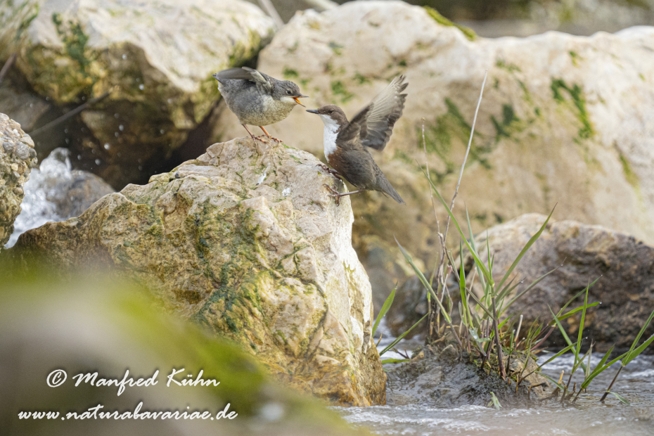 Wasseramsel ()_0570