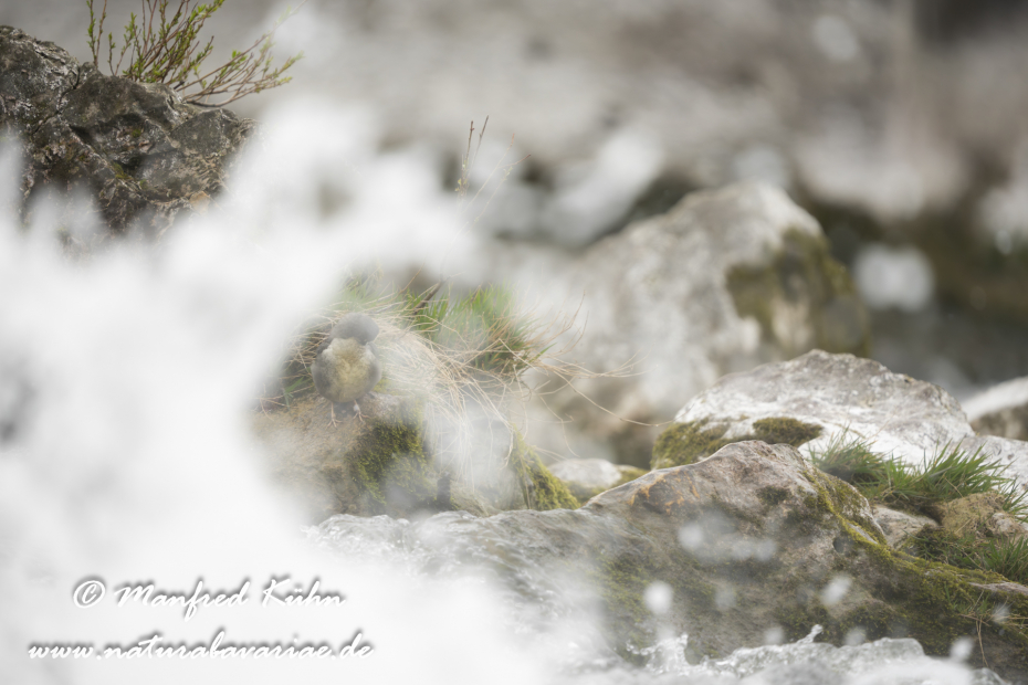 Wasseramsel ()_0579
