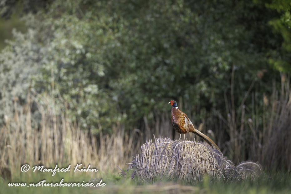 Fasan (Jagdfasan)_0075