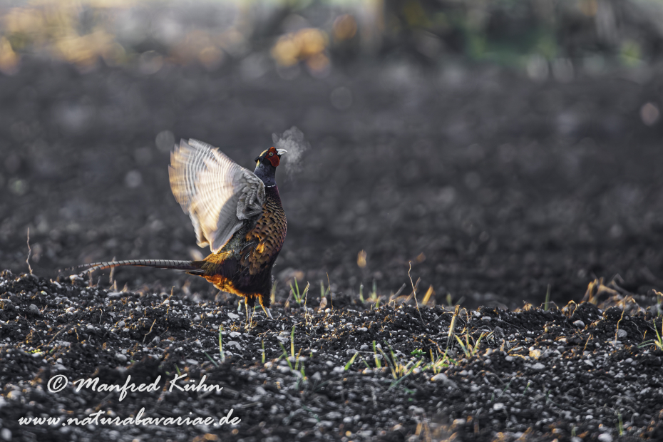 Fasan (Jagdfasan)_0090