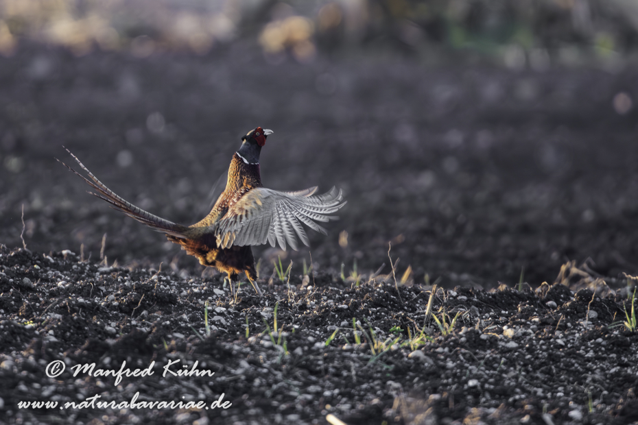 Fasan (Jagdfasan)_0091