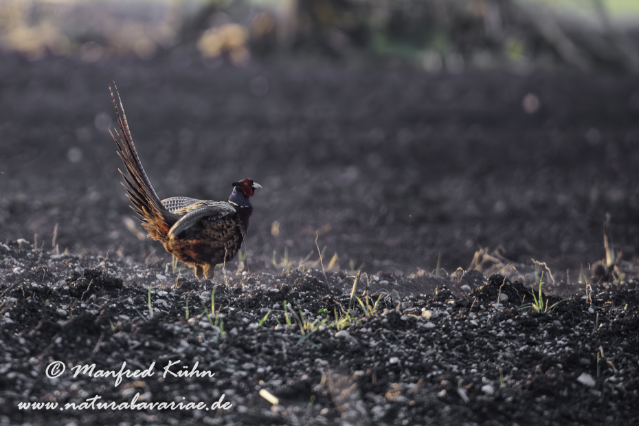 Fasan (Jagdfasan)_0093