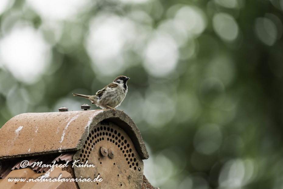 Feldsperling ()_0238