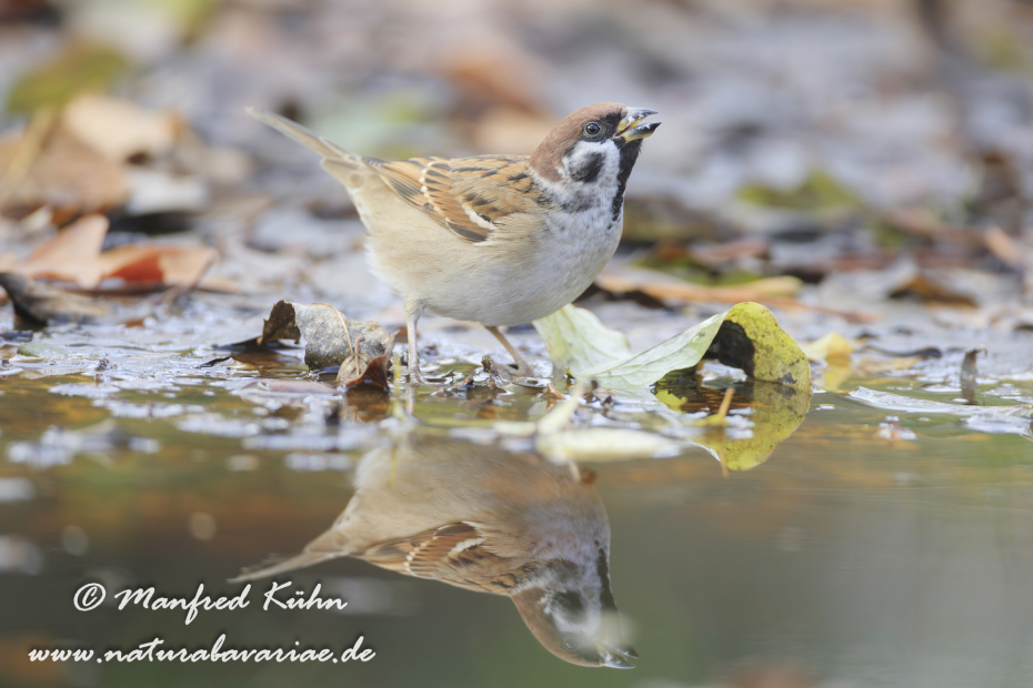 Feldsperling ()_0137