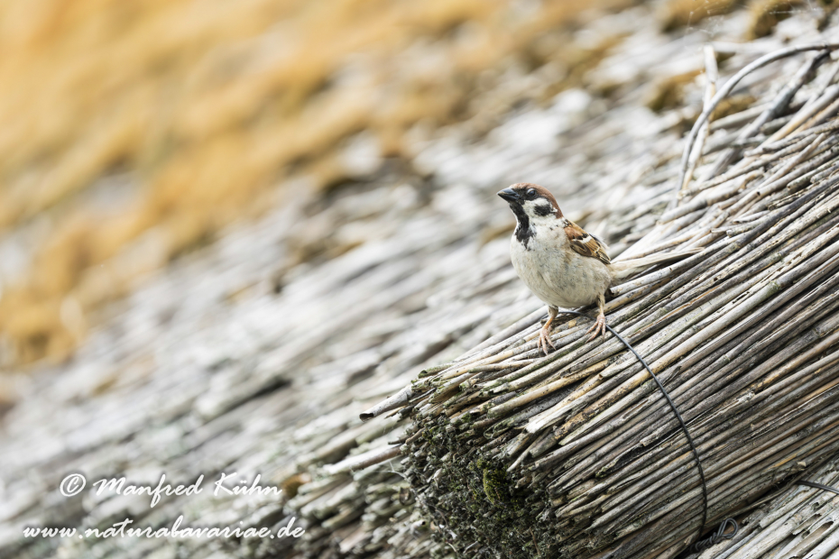 Feldsperling ()_0231