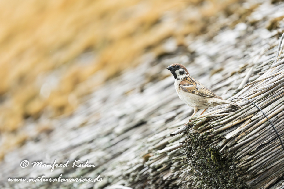 Feldsperling ()_0233