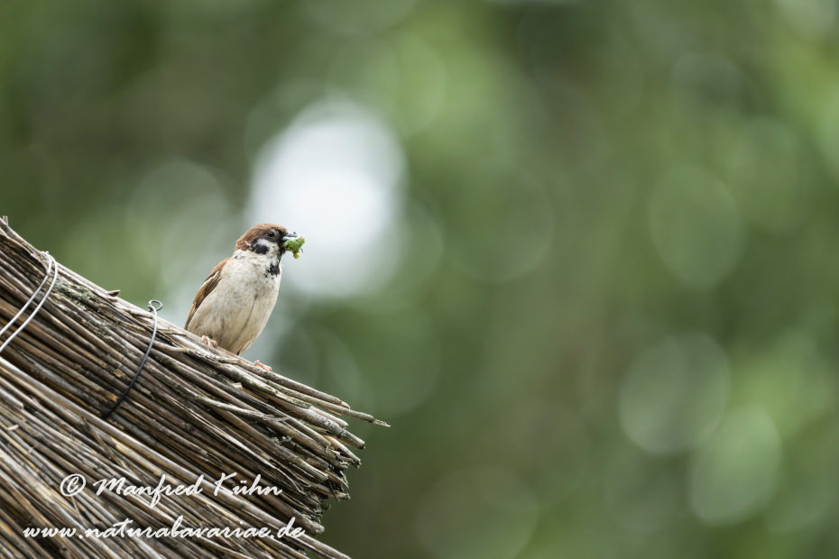 Feldsperling ()_0234