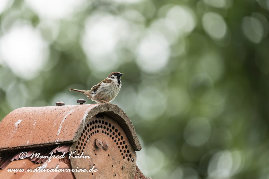 Feldsperling ()_0238