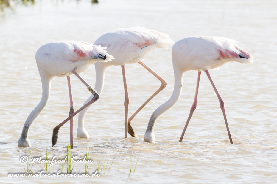 Flamingo (rosa)_0118