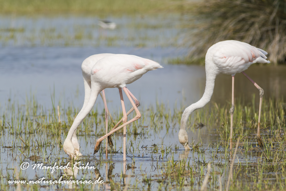 Flamingo (rosa)_0150