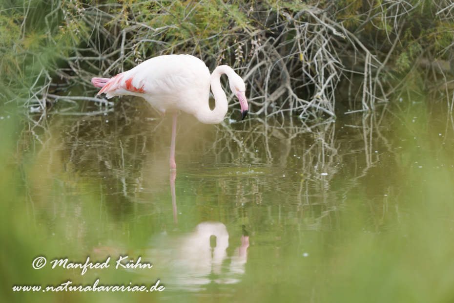 Flamingo (rosa)_0416