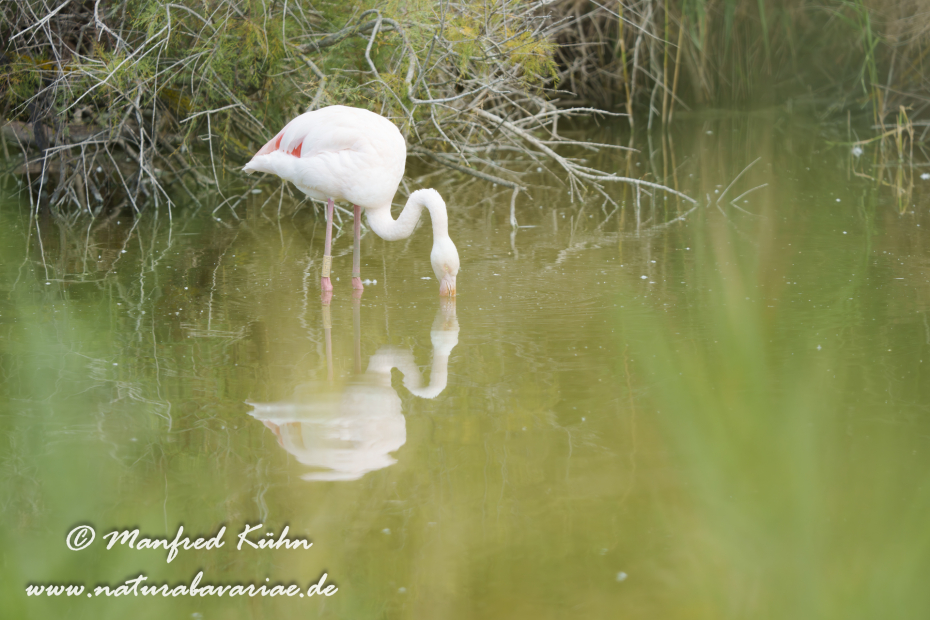Flamingo (rosa)_0418