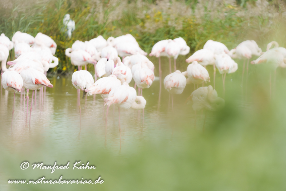 Flamingo (rosa)_0434-Verbessert-NR