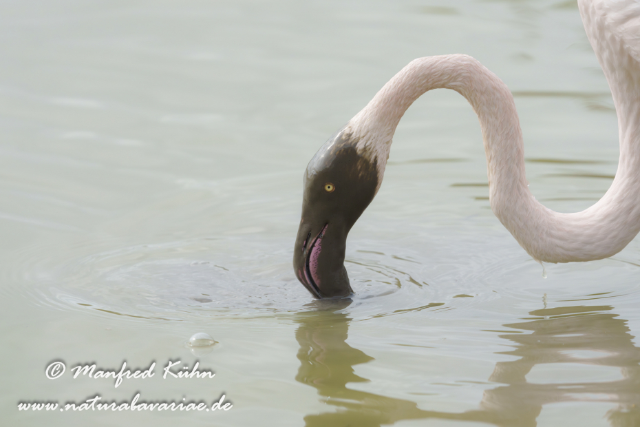 Flamingo (rosa)_0479