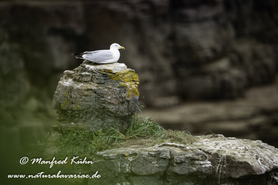 Silbermöwe ()_0122