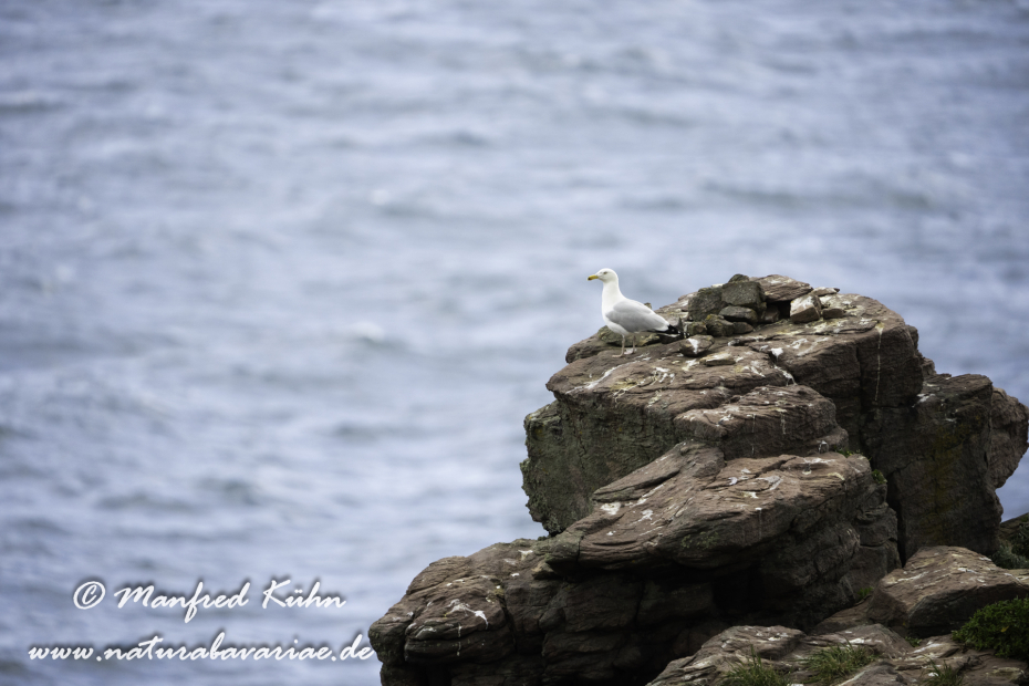 Silbermöwe ()_0131