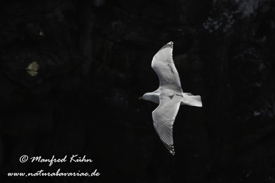 Silbermöwe ()_0153
