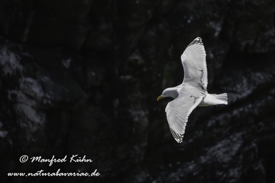 Silbermöwe ()_0169