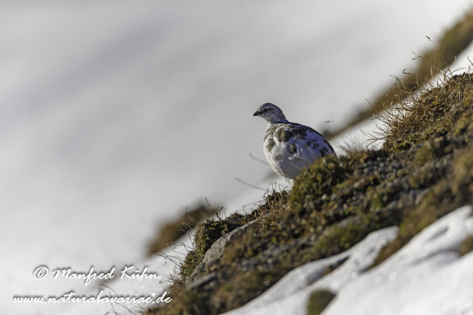 Schneehuhn  (Alpen-)_0005