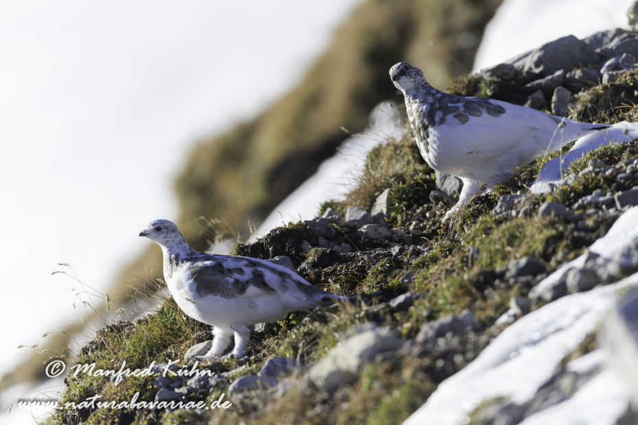 Schneehuhn  (Alpen-)_0007