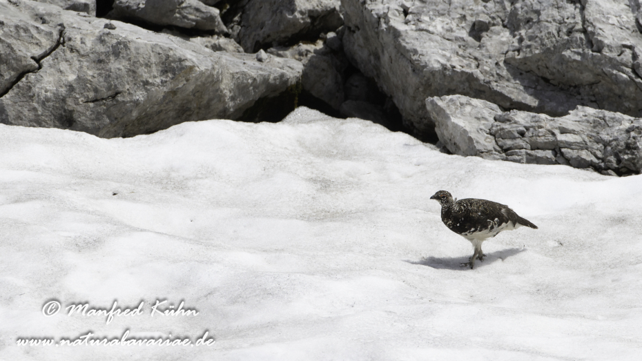 Schneehuhn  (Alpen-)_0011