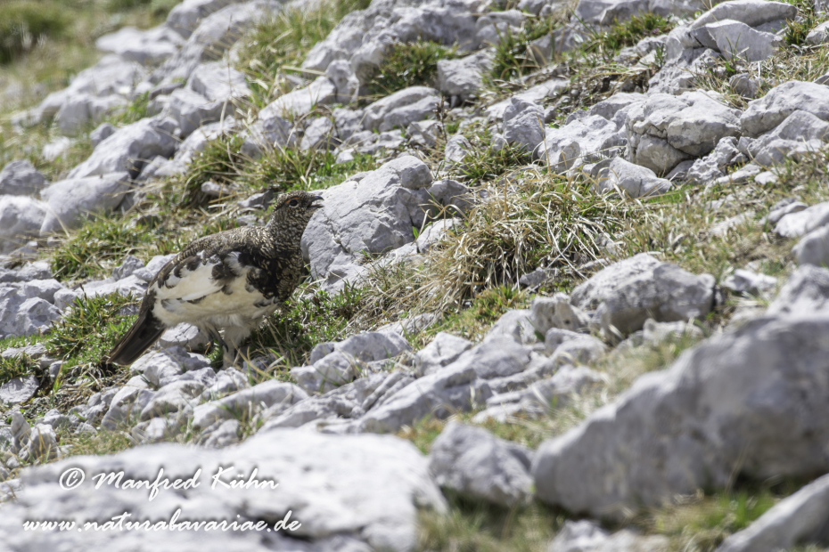 Schneehuhn  (Alpen-)_0018