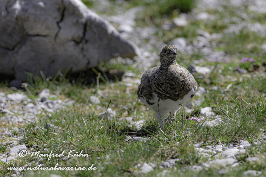 Schneehuhn  (Alpen-)_0022