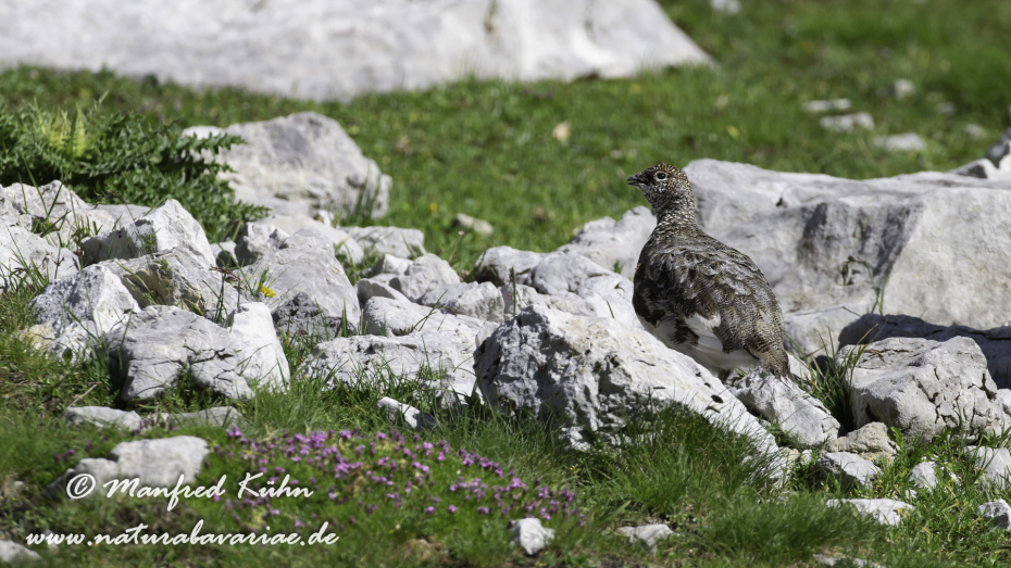 Schneehuhn  (Alpen-)_0023