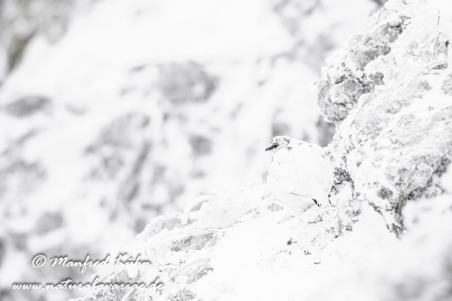 Schneehuhn  (Alpen-)_0042