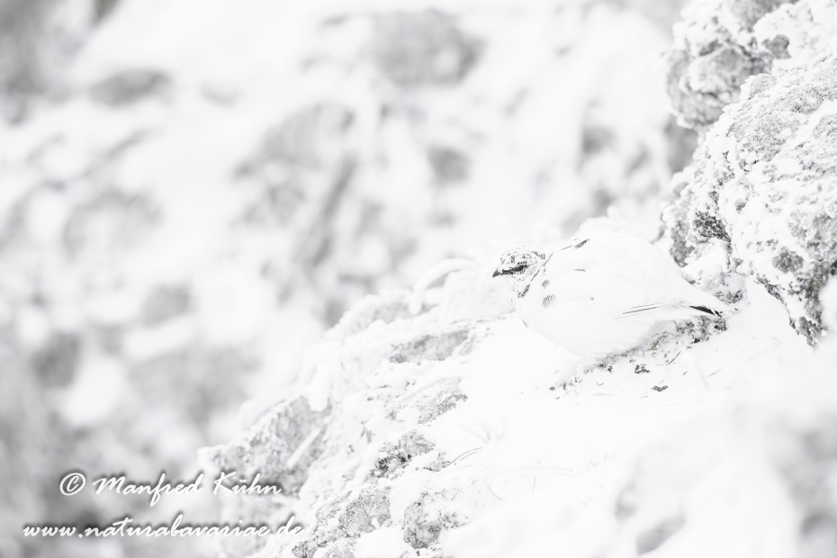Schneehuhn  (Alpen-)_0045