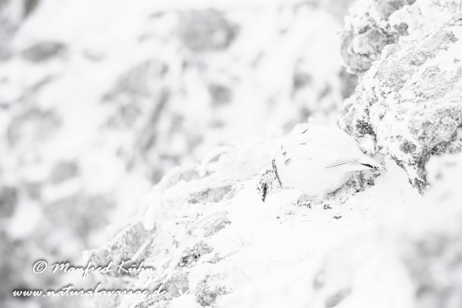 Schneehuhn  (Alpen-)_0047