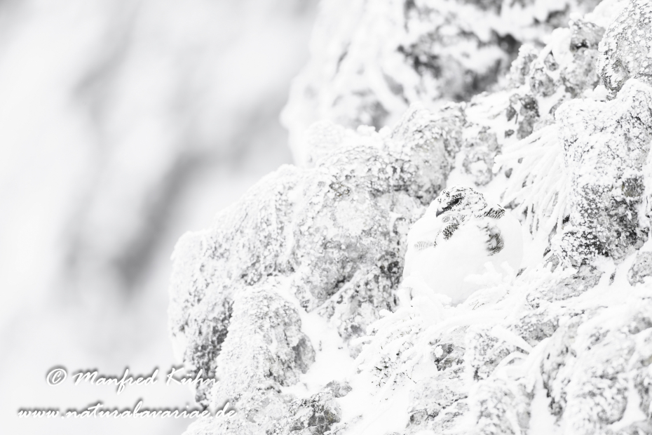Schneehuhn  (Alpen-)_0049